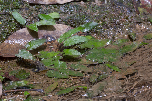 Criptocorine-folha-de-pontederia