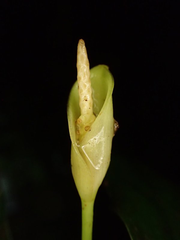 Anúbia-gigante-de-rio