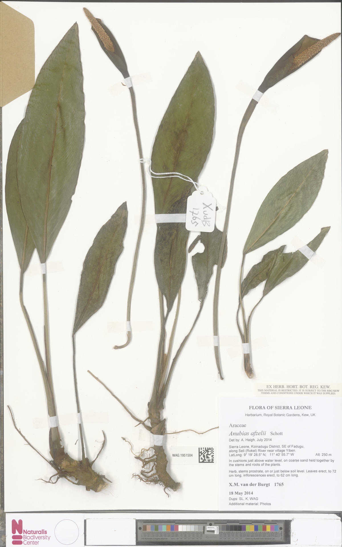 Anúbia-de-afzelius-lanceolada