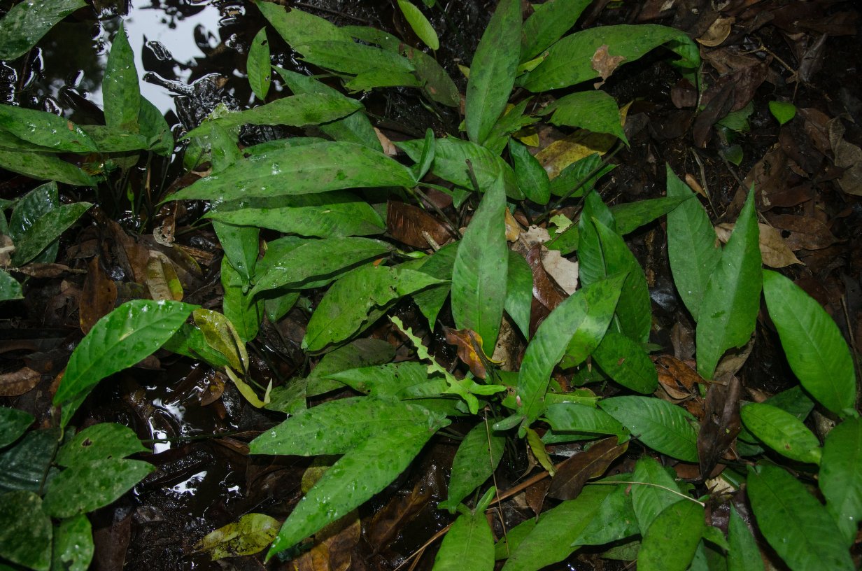 Anúbia-folha-de-lança