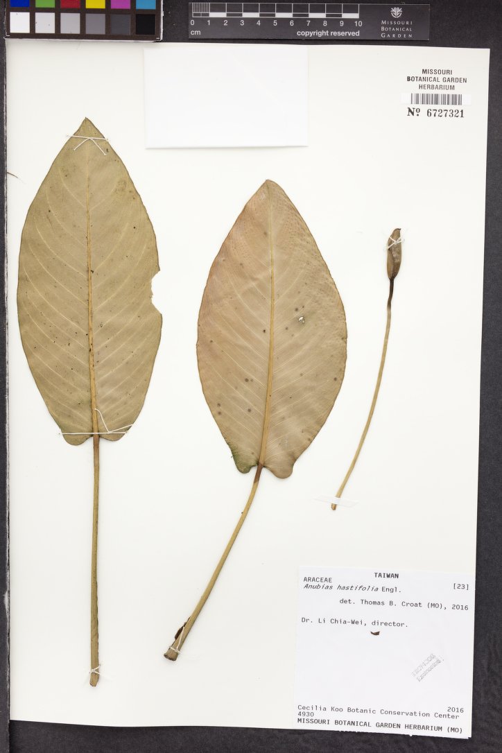 Anúbia-folha-de-lança