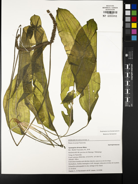 Aponogeton-de-folha-ondulada