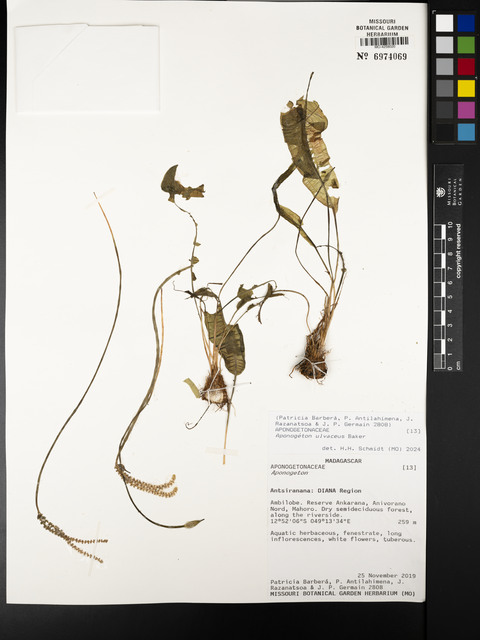 Aponogeton-de-folha-ondulada