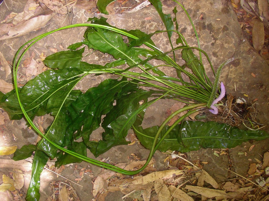 Aponogeton-de-folha-ondulada