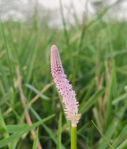 Aponogeton-crespo-comum