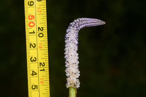 Aponogeton-crespo-comum