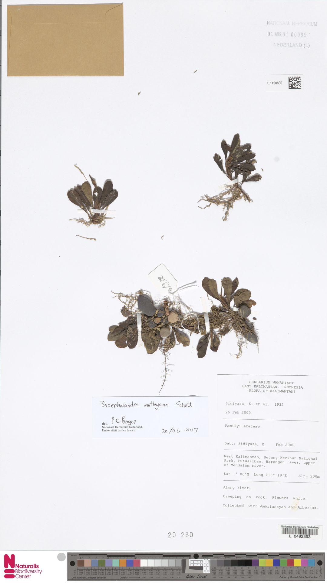 Bucefalandra-comum-de-borneo