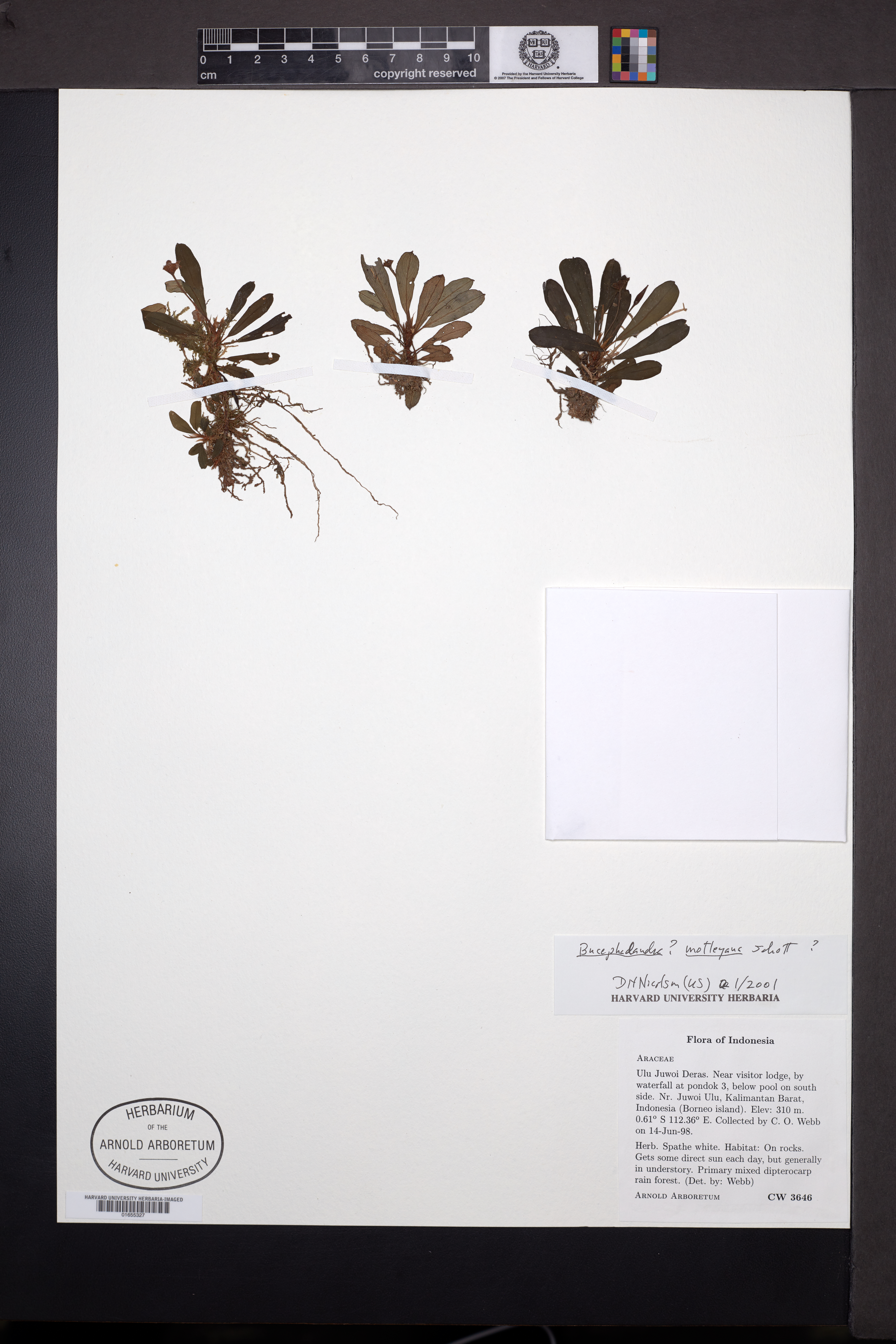 Bucefalandra-comum-de-borneo