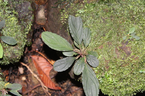 Bucefalandra-dark-achilles