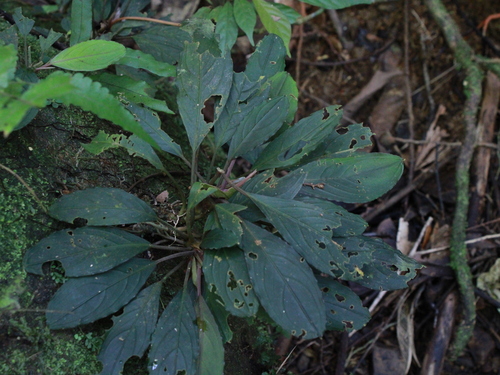 Bucefalandra-dark-achilles