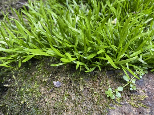 Micro-espada-de-maurício