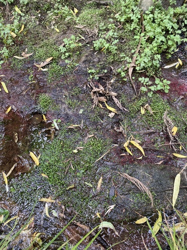 Micro-espada-de-maurício
