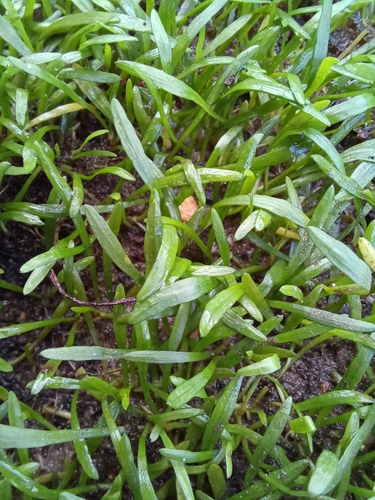 Micro-espada-de-maurício