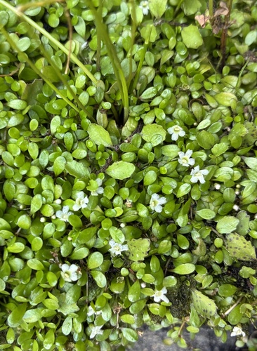 Glossostigma-carpete-anão