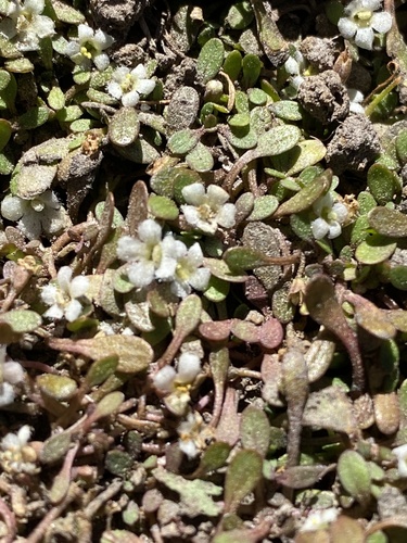 Glossostigma-carpete-anão