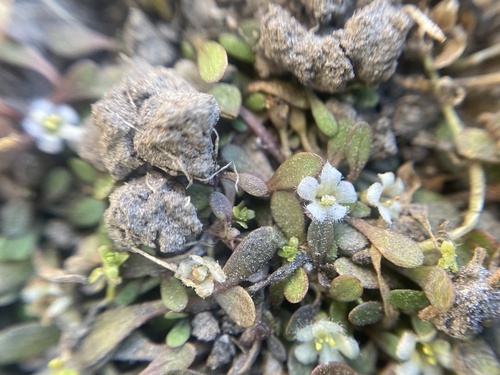 Glossostigma-carpete-anão