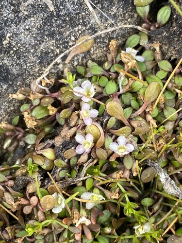 Glossostigma-carpete-anão
