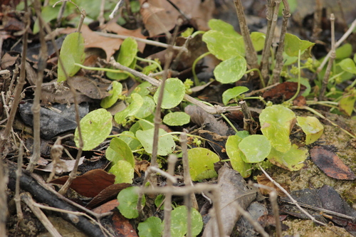 Corticinha-em-umbela-boné