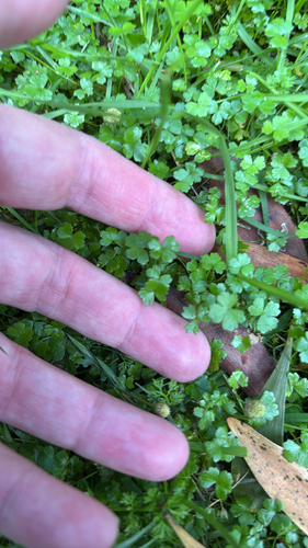 Hydrocotyle-tripartida-carpete