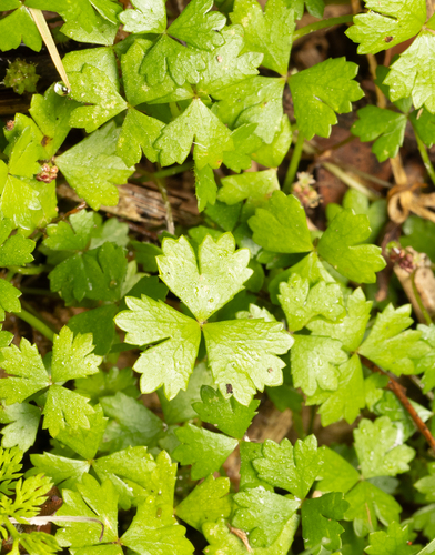 Hydrocotyle-tripartida-carpete
