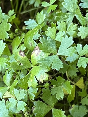 Hydrocotyle-tripartida-carpete