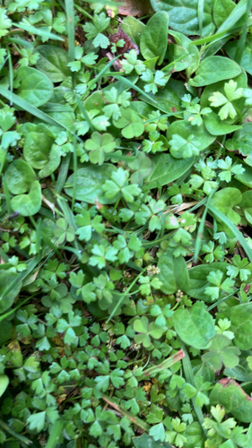 Hydrocotyle-tripartida-carpete
