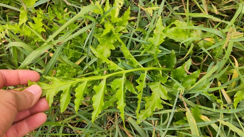 Samambaia-d'água-de-chifre