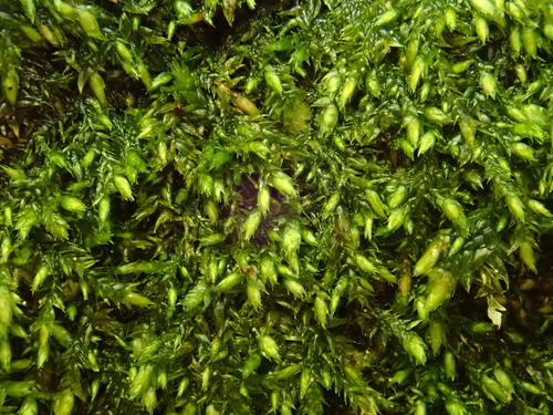 Musgo-spiky-eriçado