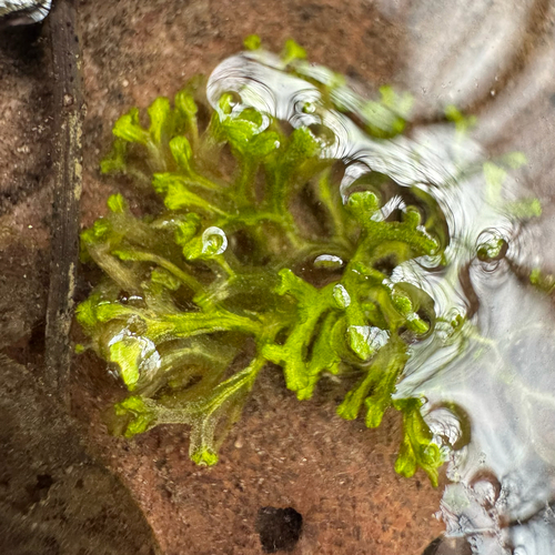 Rícia-flutuante-verde-claro