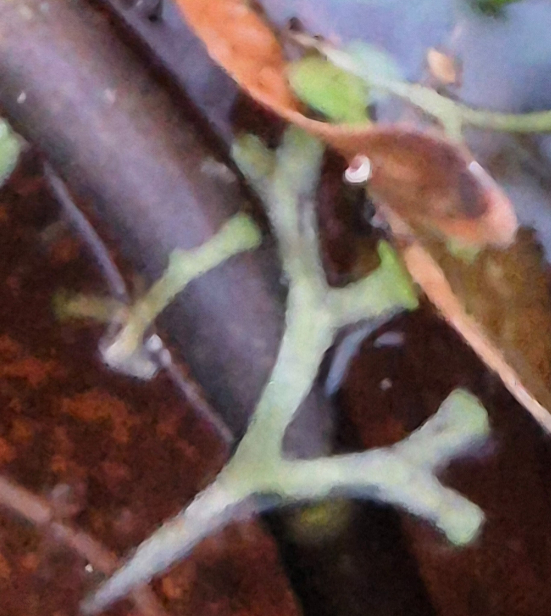 Rícia-flutuante-verde-claro