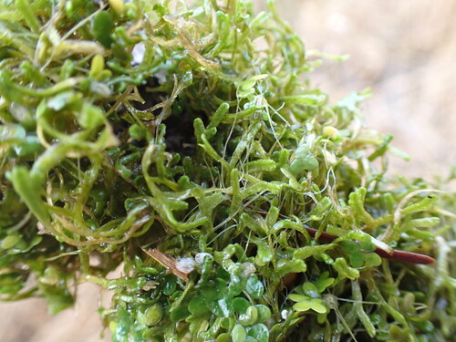 Rícia-flutuante-verde-claro