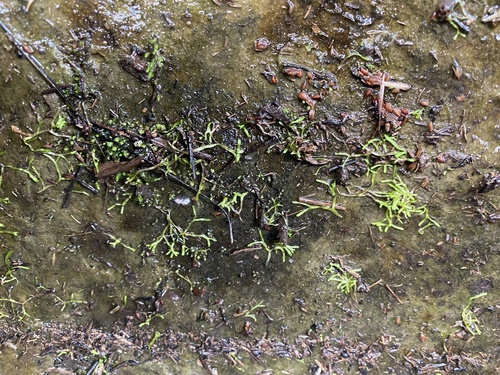Rícia-flutuante-verde-claro