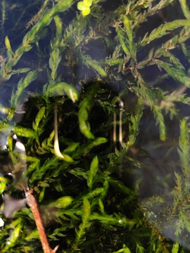 Musgo-das-fontes-frias
