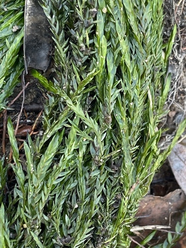 Musgo-das-fontes-frias