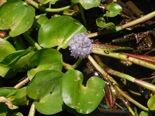Pontedéria-redonda-do-pantanal
