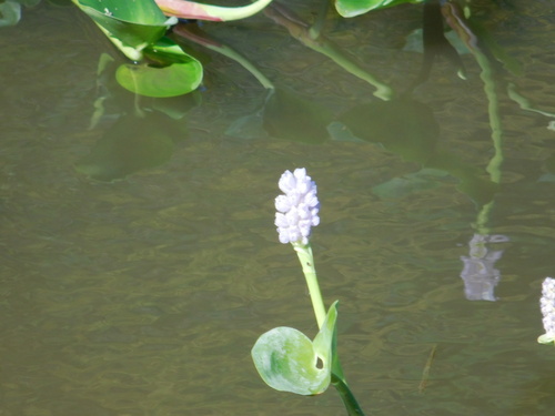 Pontedéria-redonda-do-pantanal