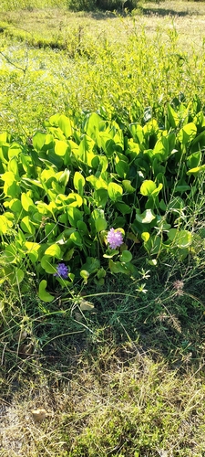 Pontedéria-redonda-do-pantanal