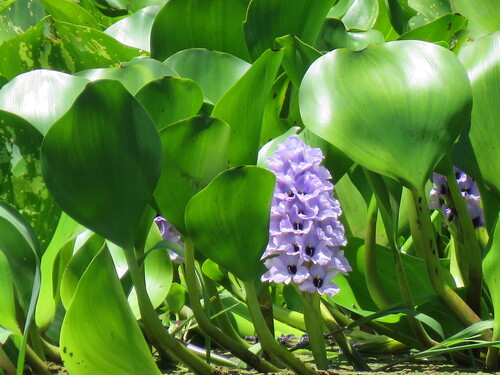 Pontedéria-azul-flutuante