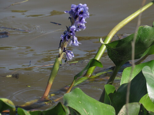 Pontedéria-azul-flutuante