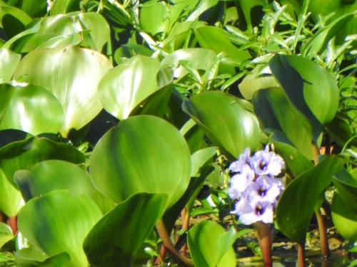Pontedéria-azul-flutuante