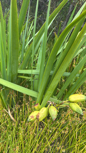 Íris-amarela-d'água