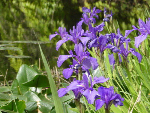 Íris-azul-d'água