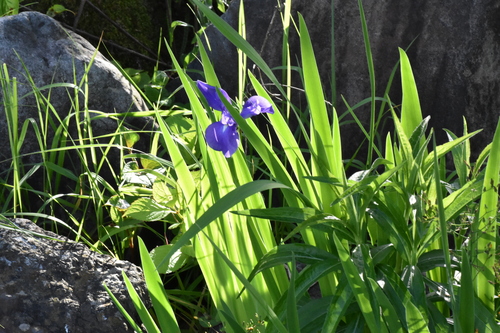 Íris-azul-d'água