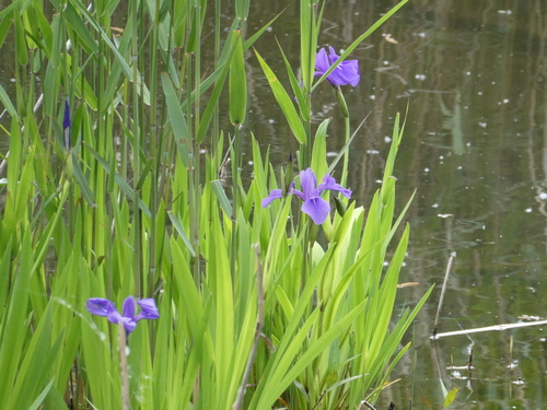 Íris-azul-d'água