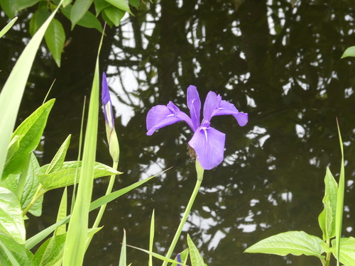 Íris-azul-d'água