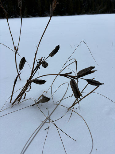 Íris-versicolor-roxa