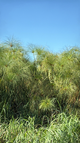 Papiro-egípcio-gigante