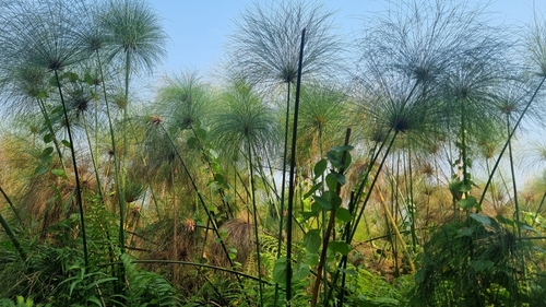 Papiro-egípcio-gigante