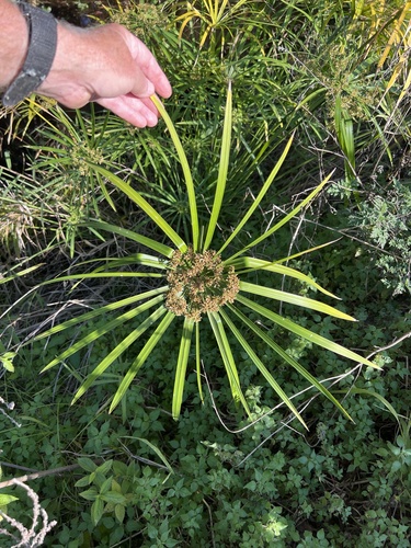 Papiro-brasileiro (Paraguaia)