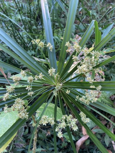 Papiro-brasileiro (Paraguaia)